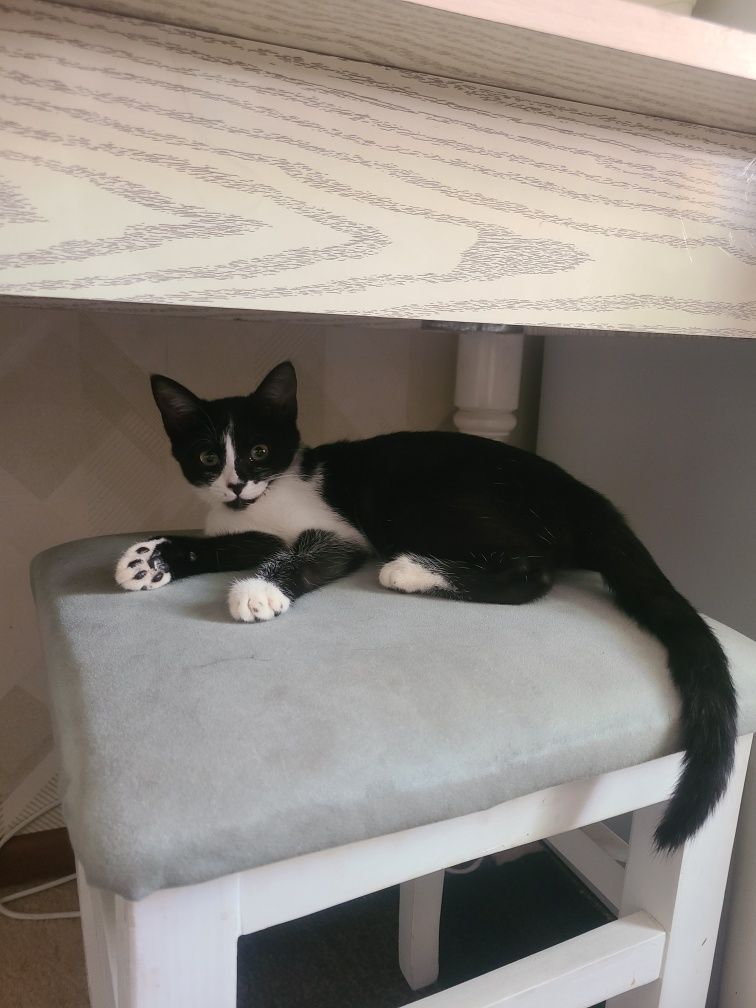 Котёнок бесплатно!