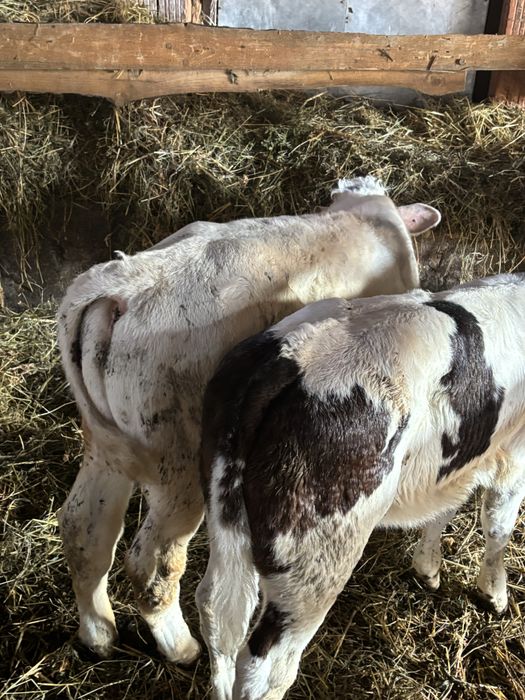 Vănd viței Belgieni