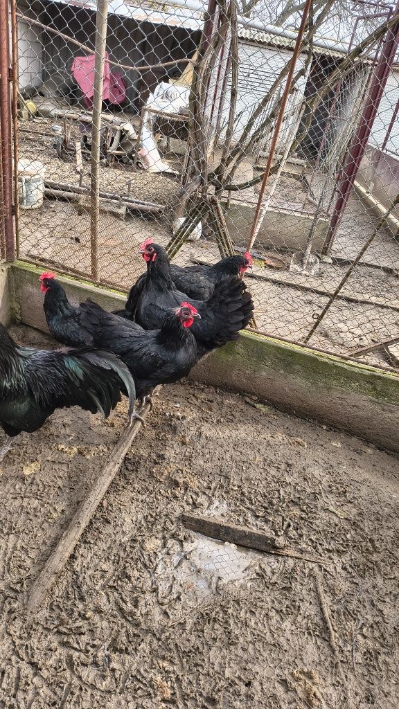 Australorp familie