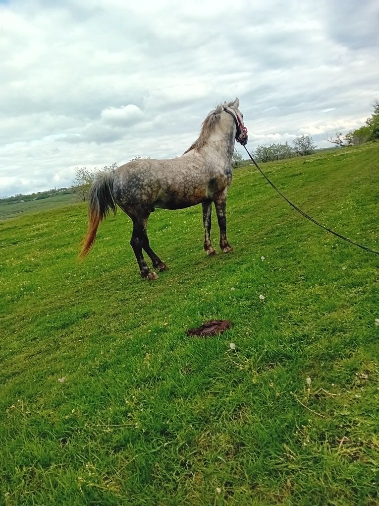 Vînd cal de 6 ani sau schinb pe o vacă bună de ținut