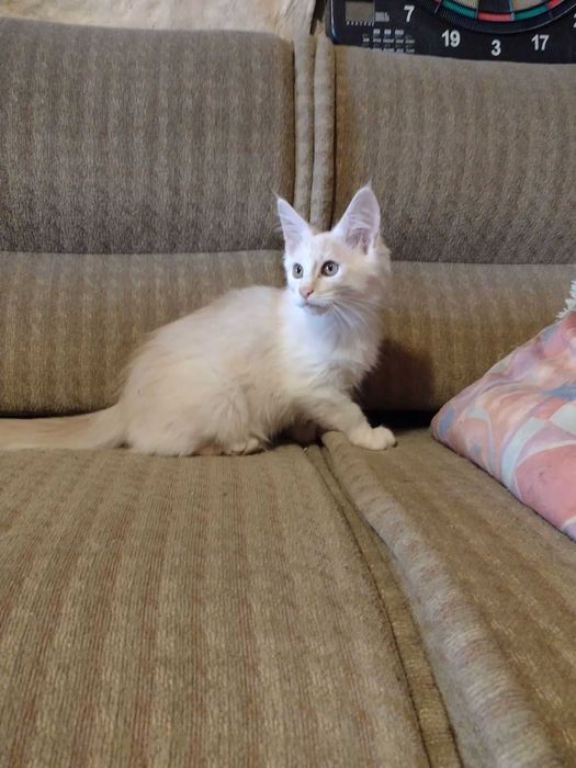 Мъжки котета Мейн Куун