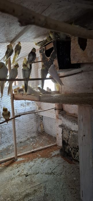 Vând papagali nimfa