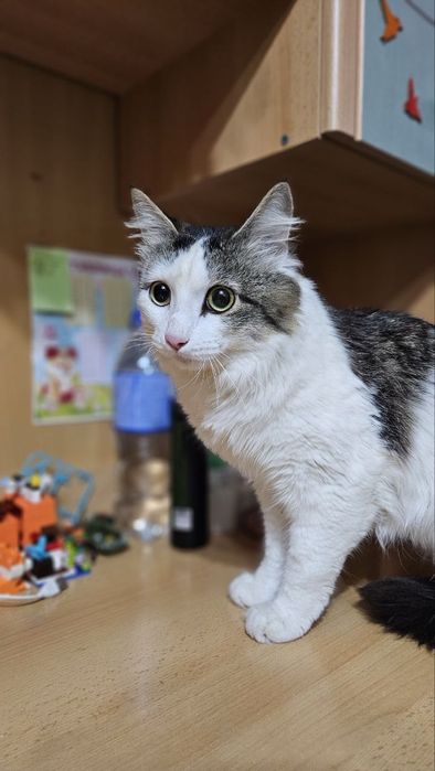 Передержка кошек и других маленьких животных