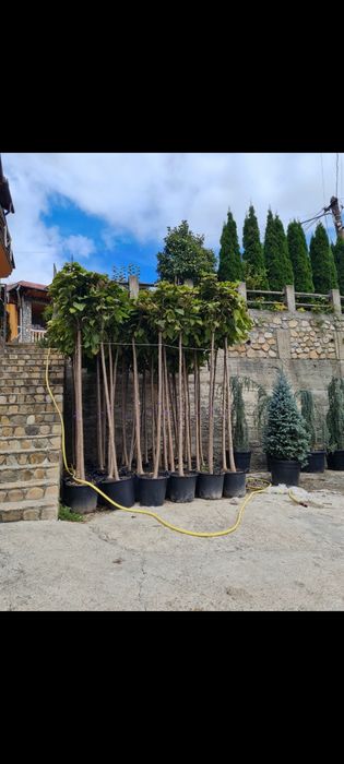 COPACI ORNAMENTALI mestecan/tei/platan/plop/frasin