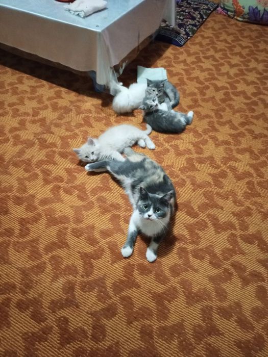 Подарю котят полуперсы в добрые руки