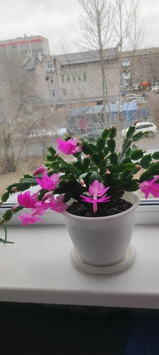 Продам цветок.Декабрист