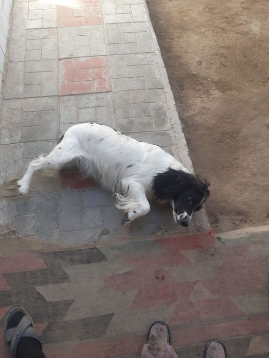 Ovchi kuchuk zotli 1yarim yosh