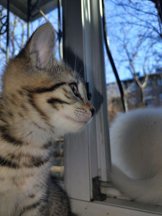 Отдам в хорошие руки