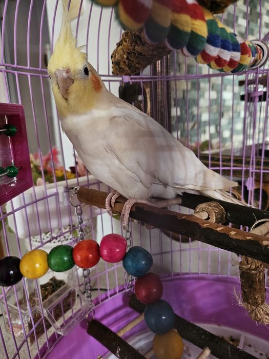 Vând papagal nimfa mascul