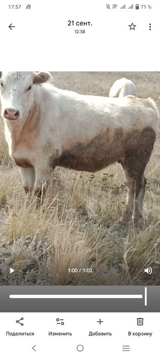 Аулеколь сатам бір