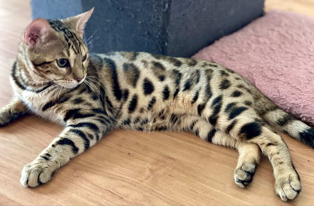 Бенгалски котенца с родословие !