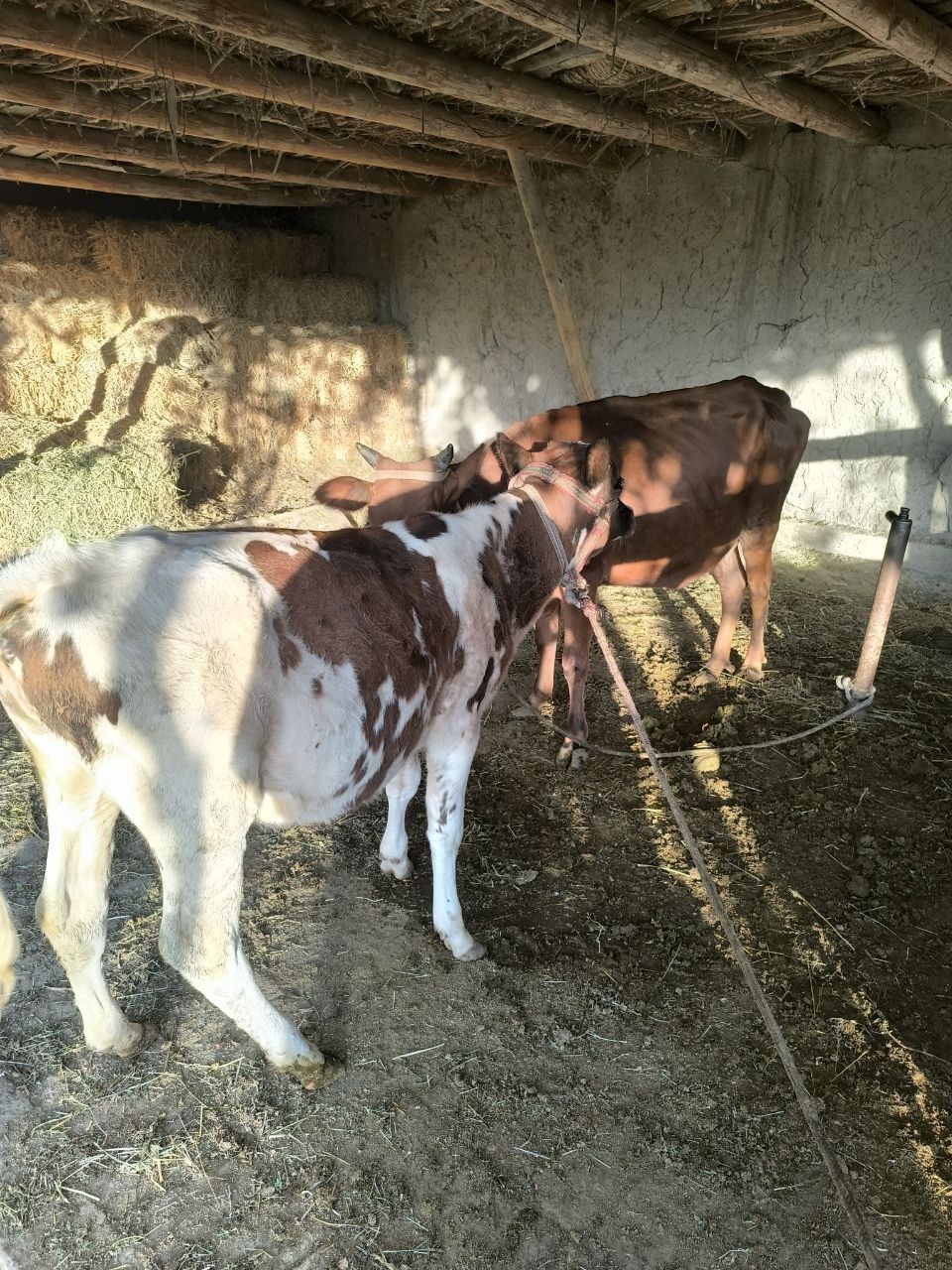 Ona bola Mol sotiladi , qornida ham bor