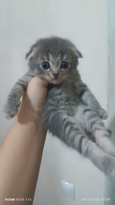 Продам катят порода скоттиш фолд.