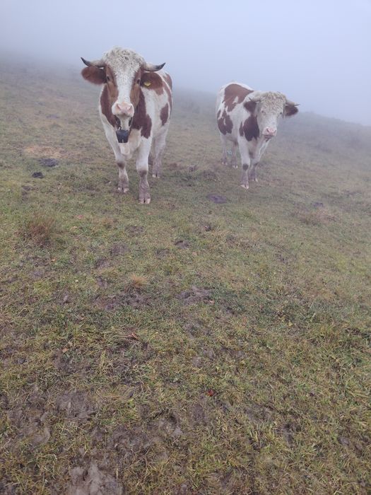 Junci batata romanesca