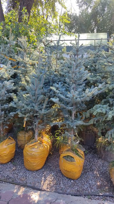 Голубая ель 160 см. - Канадский сорт Pungens picea glauca. Хвойны