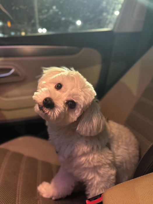 Bichon Maltez - femela