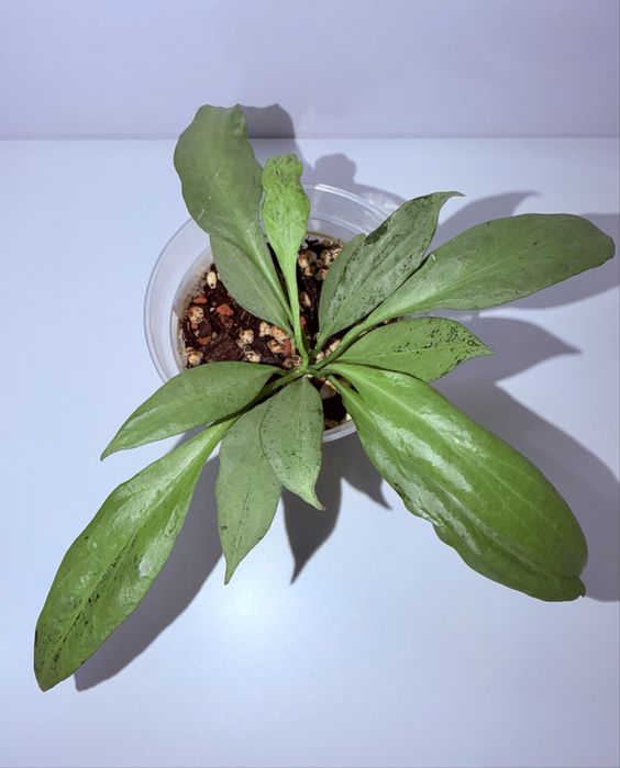 Хойя, комнатные растения, комнатные цветы