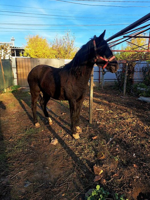 Vând o manza de 1 an jumate