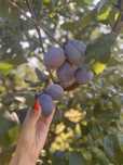 Prune si mere de vanzare, cantitati industriale