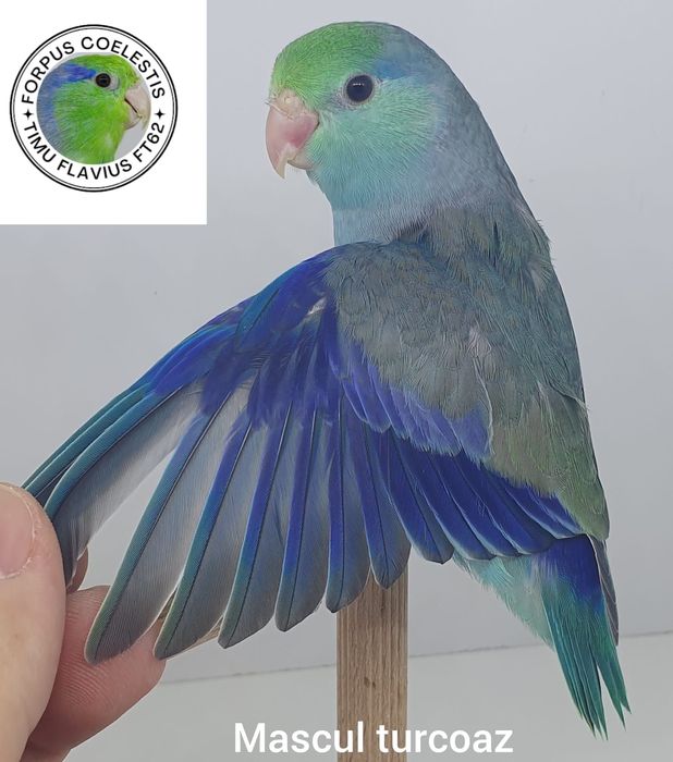 Forpus coelestis