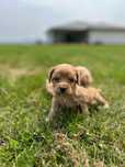 Cavapoo  pudel/cavalier