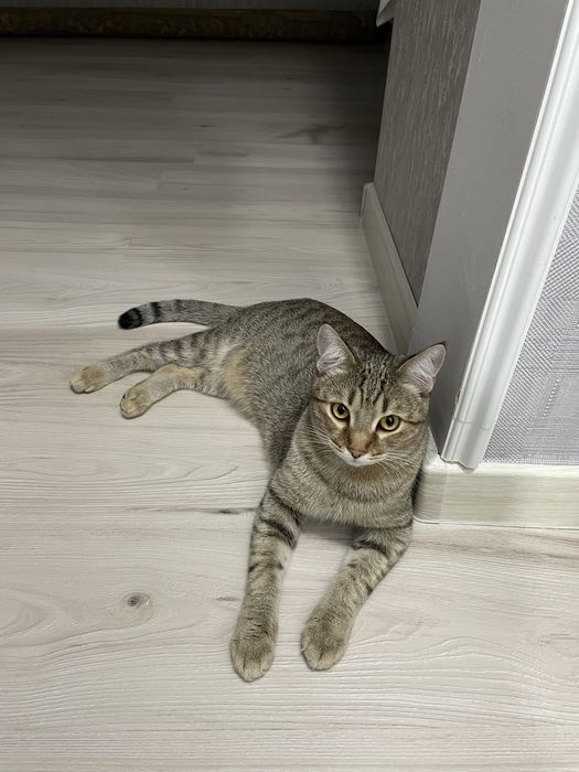 Отдам кота бесплатно Симона в ответсвенные добрые руки