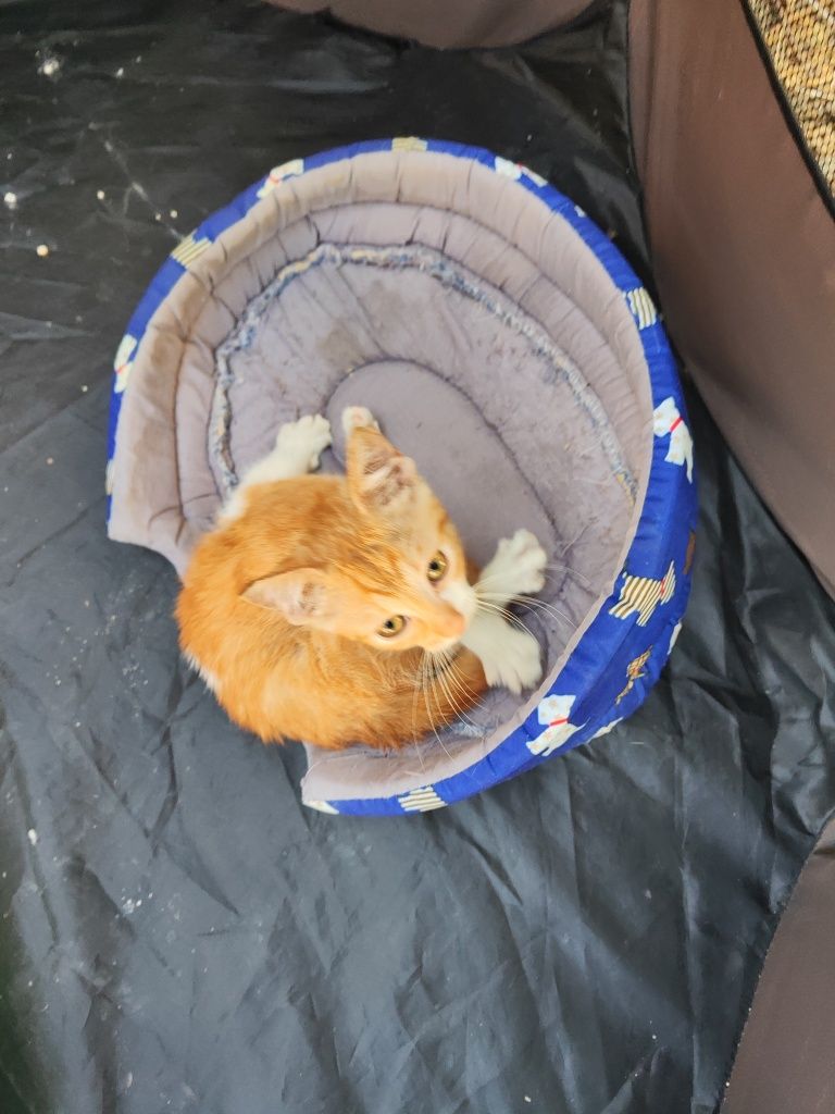 Търси си дом -коте