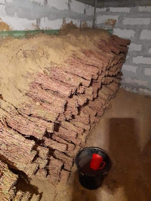Vând butasi vita de vie altoita calitatea 1