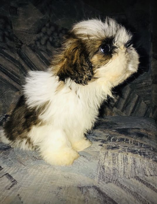 Шитцу щенки. Ши-тцу