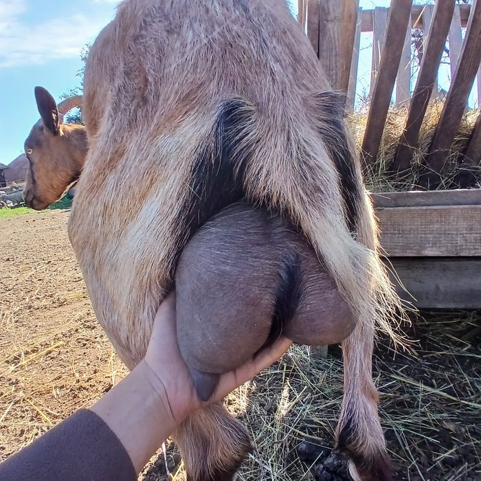 Capră cu iediță de vanzare !