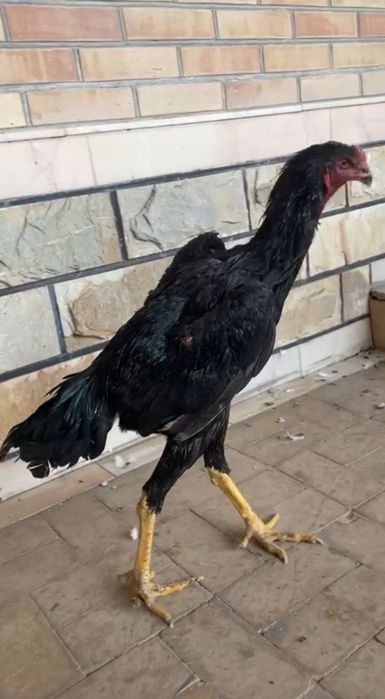 Dakan xoʻroz sotiladi