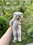 Котята скоттиш фолд,страйт