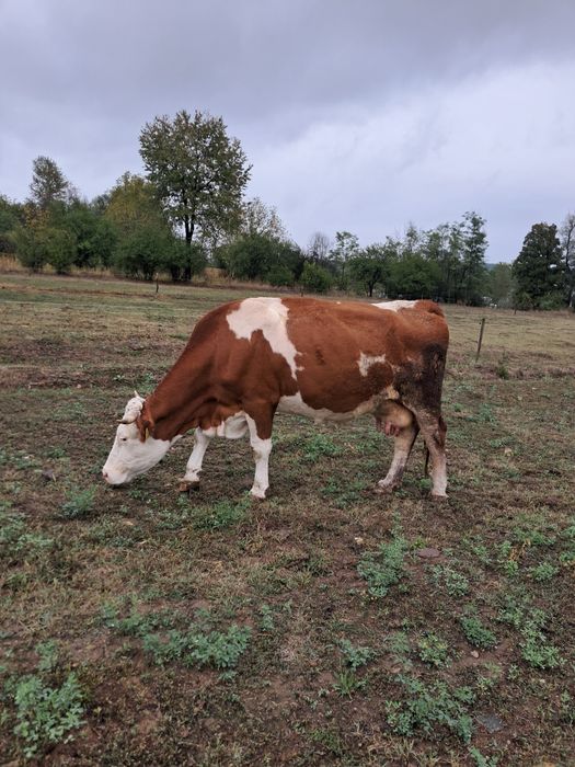 Vand vaca baltata varsta 8 ani