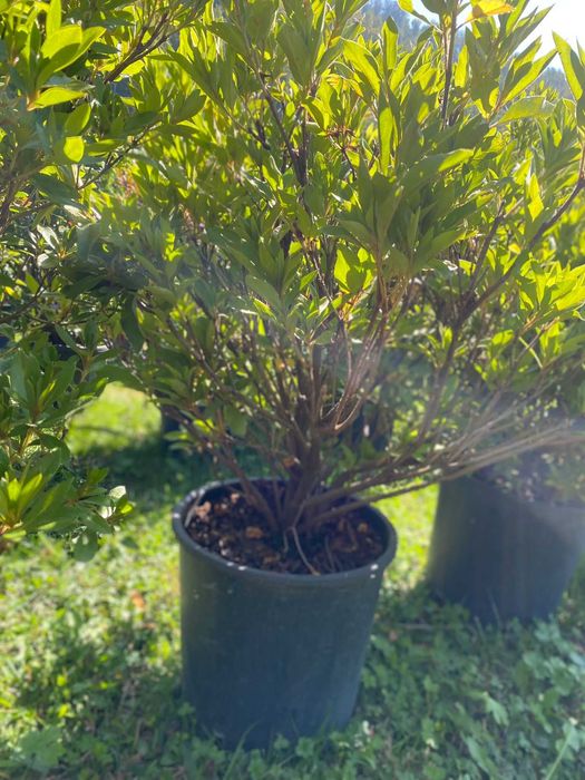 Plante ornamentale deosebite pentru colțuri decorative