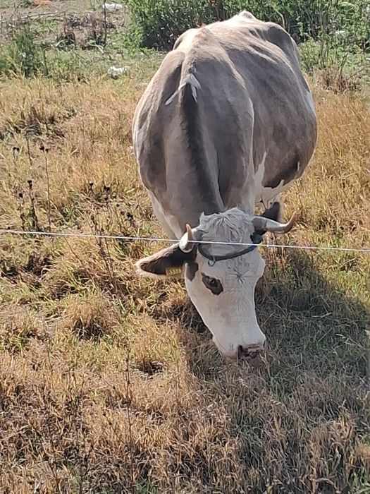 Vând vaca baltata