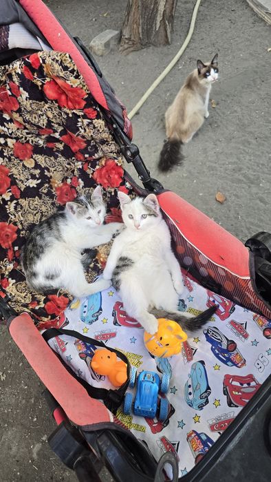 Котят продаётся.