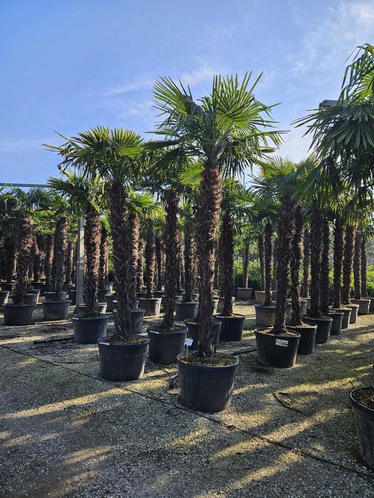 Plante ornamentale spectaculoase ce atrag atenția imediat