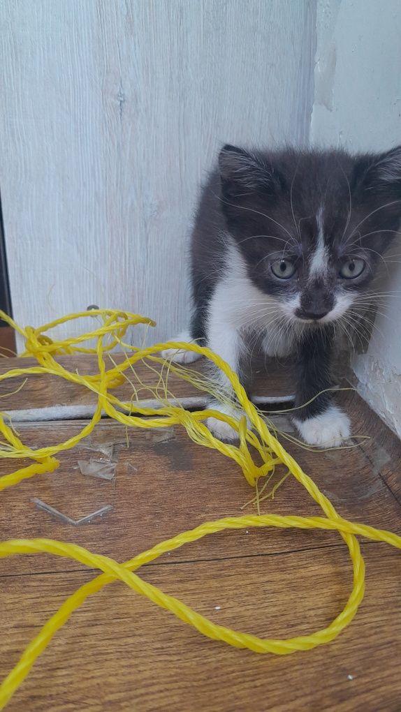 Домашние котенки