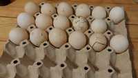 оплодени патешки яйца Каки Камбел