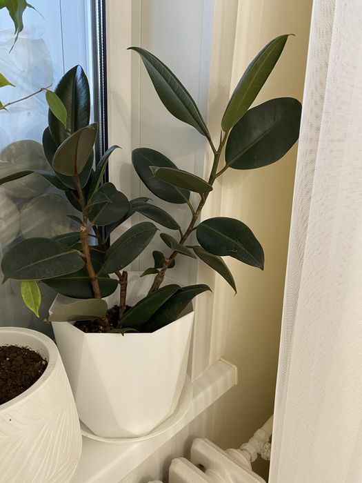 Фикус от 3000 тг