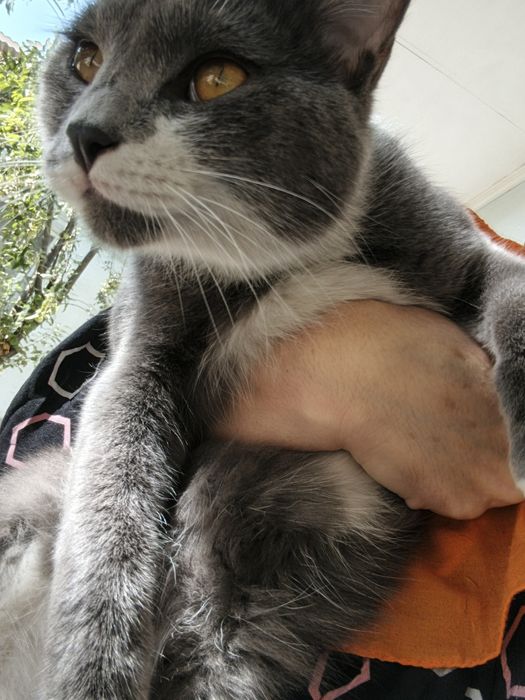 Domawni muwuk bervoriladi