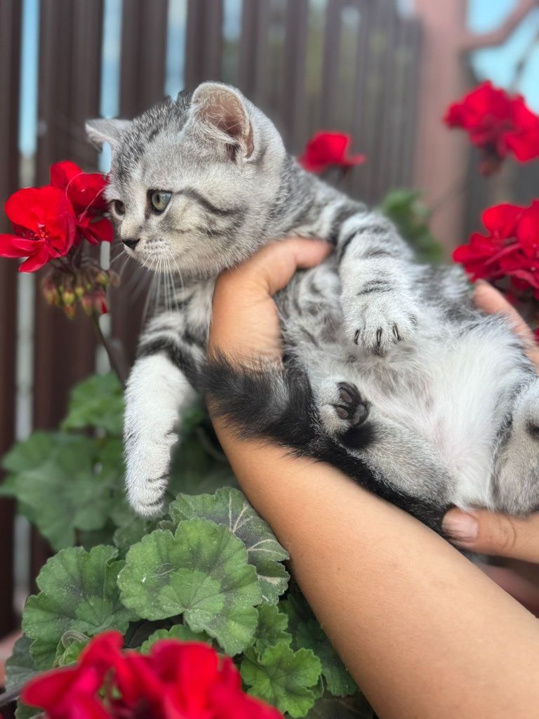 British shorthair