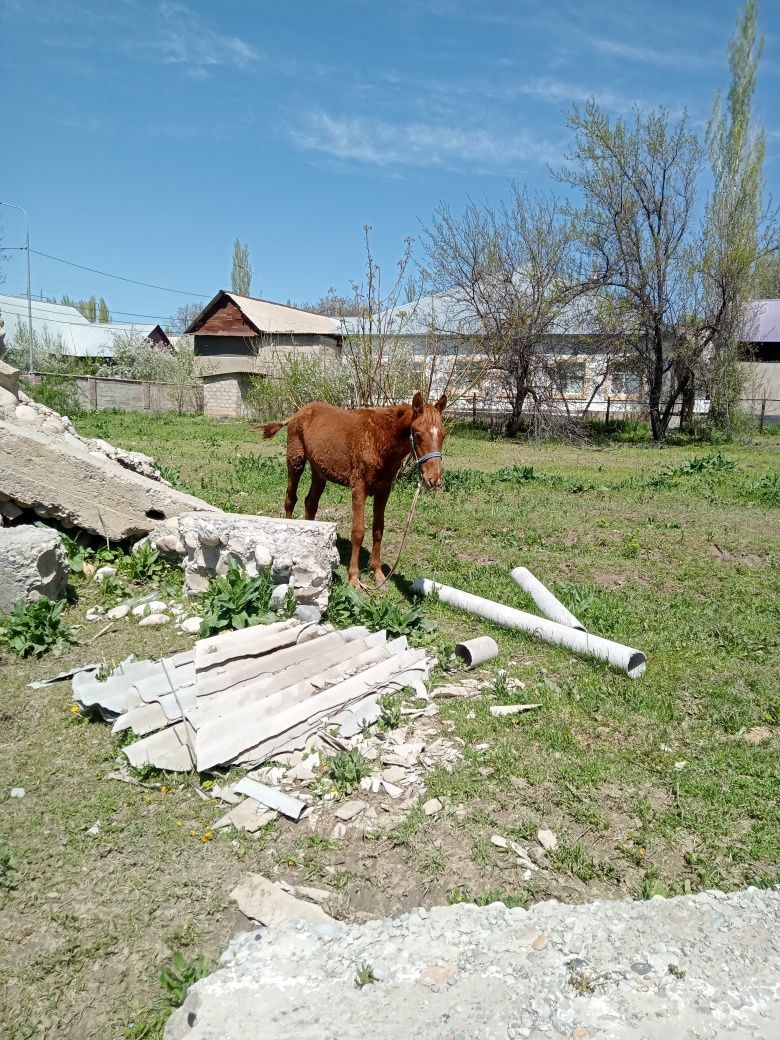 Тай 10 айлык,Асылтукым