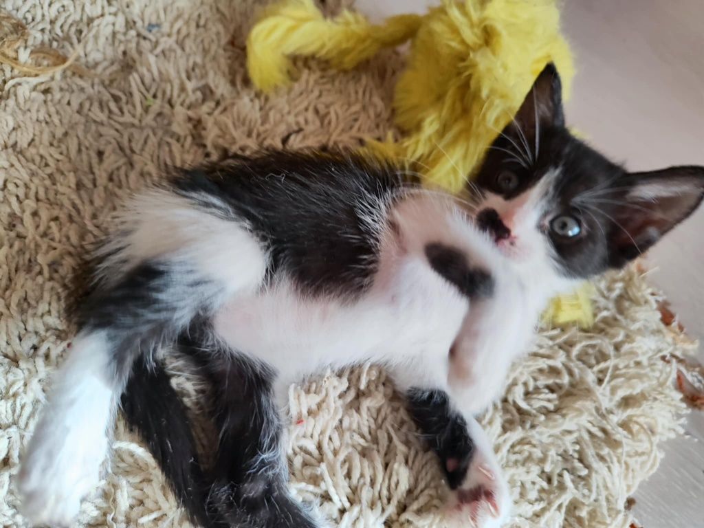 2 котенца на 2 месеца търсят своя дом