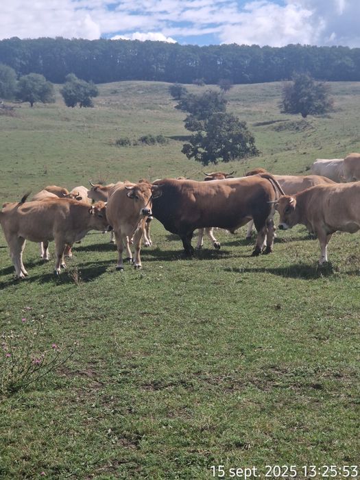 Vand 25 Juninci Gestante Aubrac