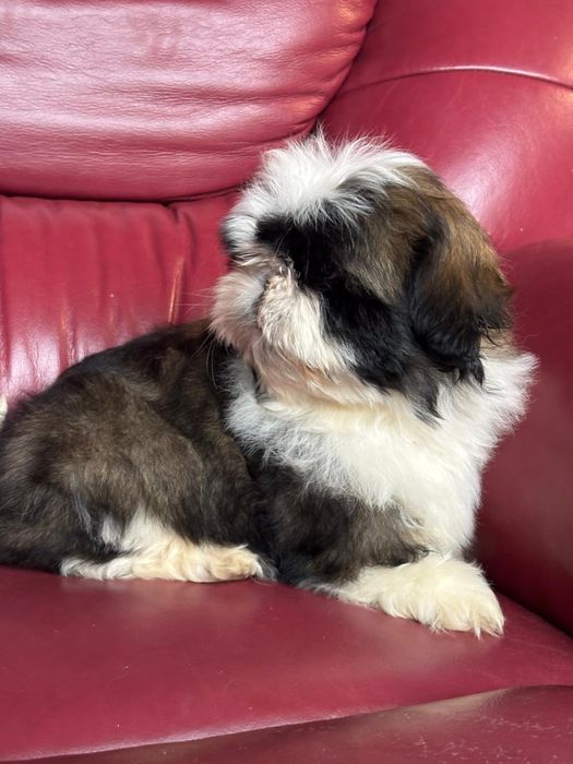 Shih Tzu de calitate