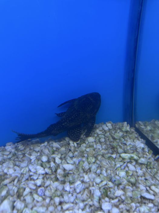 Чистильщик 20 см