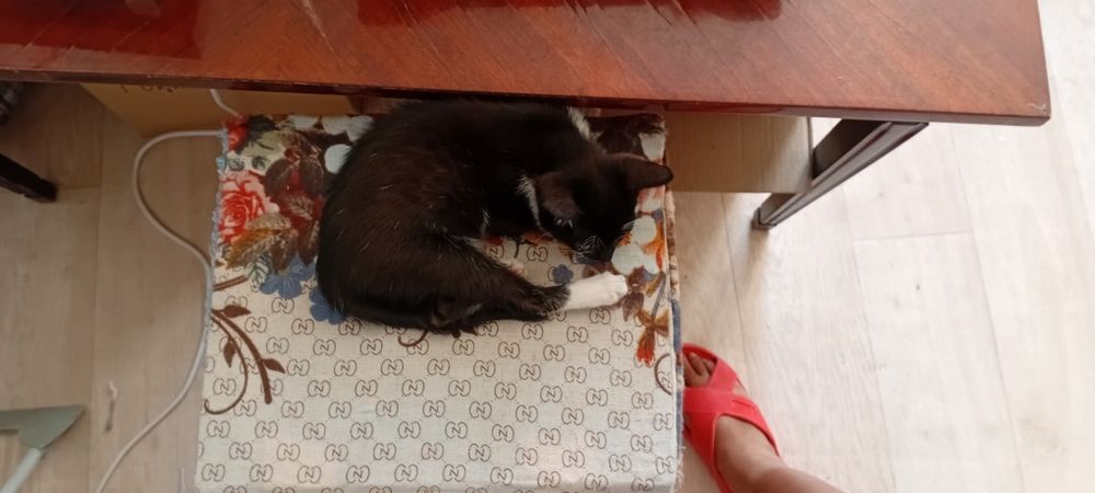 Котенок, девочка 2-х месячный отдам