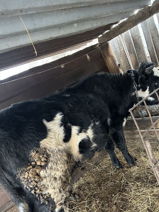 Продам быка.