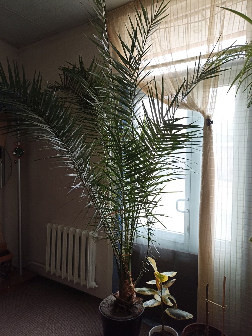 Пальма финиковая растение